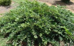 Vintage Jade Evergreen Witch Hazel (Distylium) - 3 Gallon Pot -Wilson Bros Gardens Shop Dystilium Vintage Jade