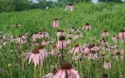 Pale Purple Coneflower (Echinacea Pallida) - 1 Gallon Pot -Wilson Bros Gardens Shop Echinace Pallida Coneflower 7
