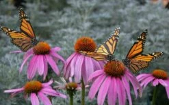 Purple Coneflower (Echinacea) - 6 Pack Of 1 Gallon Pots -Wilson Bros Gardens Shop Echinacea purpurea Purple Coneflower 15