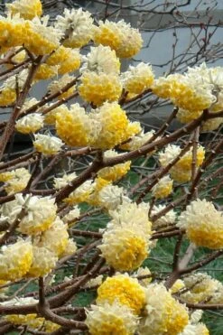 Winter Gold Edgeworthia Chrysantha (Paper Bush) - 1 Gallon Pot -Wilson Bros Gardens Shop Edgeworthia 4 500x700 7