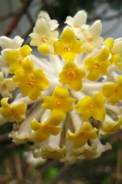 Edgeworthia Chrysantha - Paper Bush - 1 Gallon Pot -Wilson Bros Gardens Shop Edgeworthia BS 1