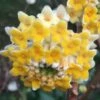 Edgeworthia Chrysantha - Paper Bush - 3 Gallon