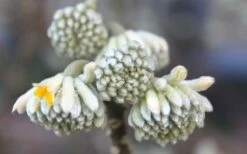 Edgeworthia Chrysantha Paper Bush - 7 Gallon Pot -Wilson Bros Gardens Shop Edgeworthia Flower Buds 4