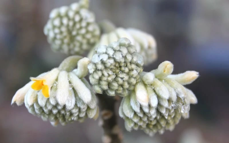 Edgeworthia Chrysantha - Paper Bush - 5 Gallon Pot 10 Edgeworthia Chrysantha - Paper Bush - 5 Gallon Pot - Image 10