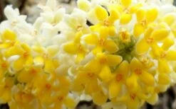 Winter Gold Edgeworthia Chrysantha - Paper Bush - 5 Gallon Pot -Wilson Bros Gardens Shop Edgeworthia Flower Closeup 1