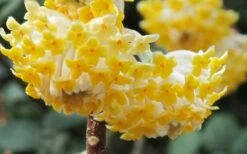 Winter Gold Edgeworthia Chrysantha - Paper Bush - 5 Gallon Pot -Wilson Bros Gardens Shop Edgeworthia Paper Bush 1