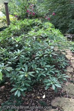 Edgeworthia Chrysantha Paper Bush - 7 Gallon Pot -Wilson Bros Gardens Shop Edgeworthia Shrub 500x700 5