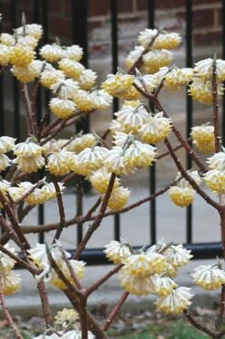 Snow Cream Edgeworthia Paper Bush - 5 Gallon -Wilson Bros Gardens Shop Edgeworthia Snow Cream 4 1