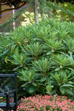 Snow Cream Edgeworthia Paper Bush - 5 Gallon -Wilson Bros Gardens Shop Edgeworthia Snow Cream 7 1