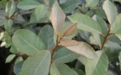 Fruitland Elaeagnus (Silverberry) - 1 Gallon Pot -Wilson Bros Gardens Shop Elaeagnus Fruitland Leaves