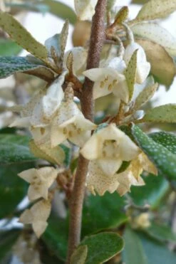 Glen St. Mary Silverberry (Elaeagnus Pungens) - 7 Gallon Pot -Wilson Bros Gardens Shop Elaeagnus Glen St Mary Flowers