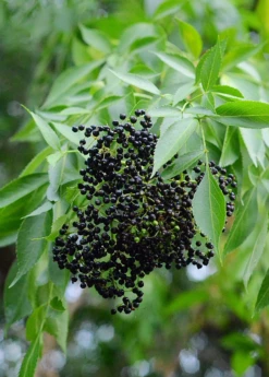 Elderberry, Florida Native (Sambucus Canadensis)