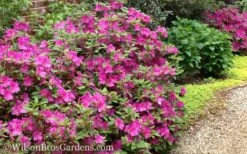 Autumn Amethyst Encore Azalea - 2 Gallon Pot -Wilson Bros Gardens Shop Encore Azalea Autumn Amethyst 51 3
