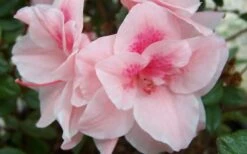 Autumn Belle Encore Azalea - 6 Pack Of 1 Gallon Pots -Wilson Bros Gardens Shop Encore Azalea Autumn Belle 3