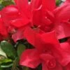 Autumn Bonfire Encore Azalea - 1 Gallon Pot