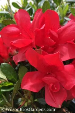Autumn Bonfire Encore Azalea - 1 Gallon Pot
