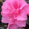 Autumn Carnation Encore Azalea - 3 Gallon Pot