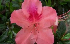 Autumn Coral Encore Azalea - 1 Gallon Pot -Wilson Bros Gardens Shop Encore Azalea Autumn Coral 3