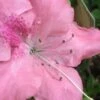 Autumn Debutante Encore Azalea - 6 Pack Of 1 Gallon Pots
