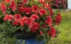 Autumn Embers Encore Azalea - 6 Pack Of 1 Gallon Pots -Wilson Bros Gardens Shop Encore Azalea Autumn Embers 3 50 2