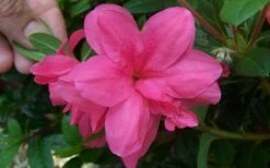 Autumn Empress Encore Azalea - 1 Gallon Pot -Wilson Bros Gardens Shop Encore Azalea Autumn Empress 1