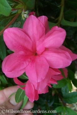 Autumn Empress Encore Azalea - 2 Gallon Pot