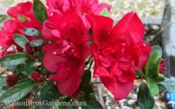 Autumn Fire Encore Azalea - 2 Gallon Pot -Wilson Bros Gardens Shop Encore Azalea Autumn Fire 10