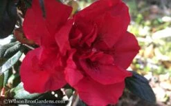 Autumn Fire Encore Azalea - 2 Gallon Pot -Wilson Bros Gardens Shop Encore Azalea Autumn Fire WB