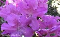 Autumn Lilac Encore Azalea - 1 Gallon Pot -Wilson Bros Gardens Shop Encore Azalea Autumn Lilac 7 3