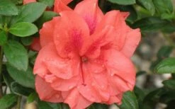 Autumn Monarch Encore Azalea - 1 Gallon Pot -Wilson Bros Gardens Shop Encore Azalea Autumn Monarch 4 50