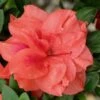 Autumn Monarch Encore Azalea - 2 Gallon Pot