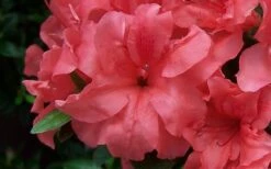 Autumn Princess Encore Azalea - 1 Gallon Pot 7 Autumn Princess Encore Azalea - 1 Gallon Pot -Wilson Bros Gardens Shop Encore Azalea Autumn Princess 3