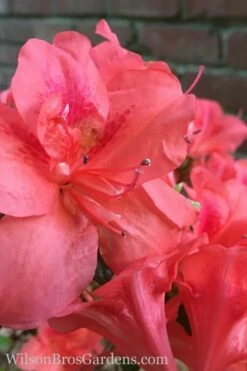 Autumn Princess Encore Azalea - 3 Gallon Pot