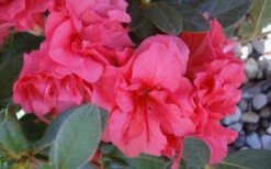 Autumn Rouge Encore Azalea - 1 Gallon Pot -Wilson Bros Gardens Shop Encore Azalea Autumn Rouge 5 3