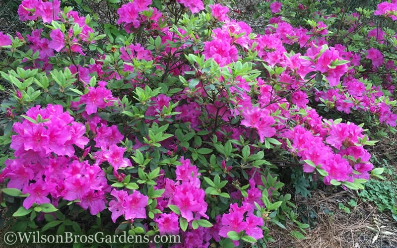 Autumn Royalty Encore Azalea - 1 Gallon Pot 4 Autumn Royalty Encore Azalea - 1 Gallon Pot - Image 4