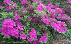 Autumn Royalty Encore Azalea - 6 Pack Of 1 Gallon Pots -Wilson Bros Gardens Shop Encore Azalea Autumn Royalty 50 3