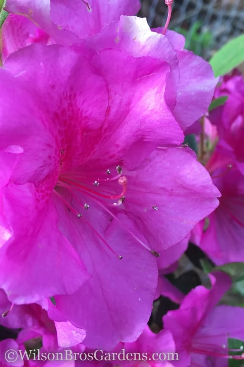 Autumn Royalty Encore Azalea - 1 Gallon Pot 1 Autumn Royalty Encore Azalea - 1 Gallon Pot