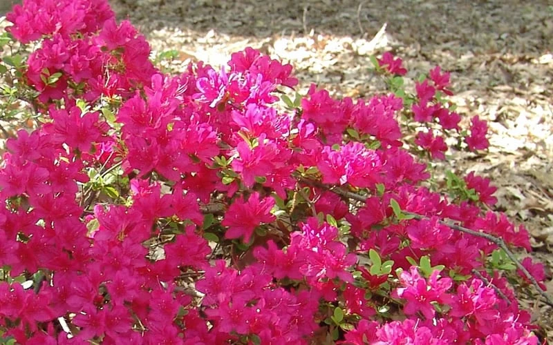 Autumn Sundance Encore Azalea - 3 Gallon Pot 4 Autumn Sundance Encore Azalea - 3 Gallon Pot - Image 4