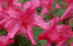 Autumn Sundance Encore Azalea - 3 Gallon Pot 9 Autumn Sundance Encore Azalea - 3 Gallon Pot -Wilson Bros Gardens Shop Encore Azalea Autumn Sundance 51