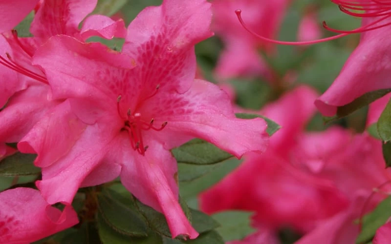 Autumn Sundance Encore Azalea - 3 Gallon Pot 5 Autumn Sundance Encore Azalea - 3 Gallon Pot - Image 5