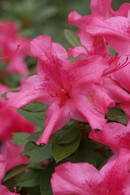 Autumn Sundance Encore Azalea - 3 Gallon Pot 1 Autumn Sundance Encore Azalea - 3 Gallon Pot