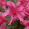 Autumn Sundance Encore Azalea - 1 Gallon Pot