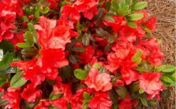 Autumn Sunset Encore Azalea - 1 Gallon Pot -Wilson Bros Gardens Shop Encore Azalea Autumn Sunset 5 3