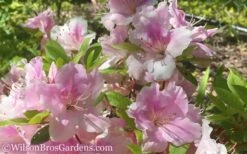 Autumn Sweetheart Encore Azalea - 6 Pack Of 1 Gallon Pots -Wilson Bros Gardens Shop Encore Azalea Autumn Sweetheart 51 1