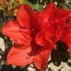 Autumn Bravo Encore Azalea - 1 Gallon Pot