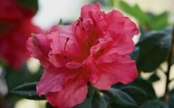 Autumn Rouge Encore Azalea - 3 Gallon Pot -Wilson Bros Gardens Shop Encore Azalea Autumn20Rouge 1