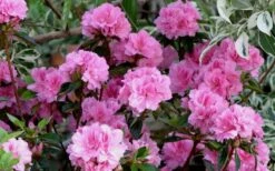 Autumn Carnation Encore Azalea - 2 Gallon Pot -Wilson Bros Gardens Shop Encore Azalea Carnation 1 2