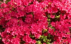 Autumn Cheer Encore Azalea - 6 Pack Of 1 Gallon Pots 7 Autumn Cheer Encore Azalea - 6 Pack Of 1 Gallon Pots -Wilson Bros Gardens Shop Encore Azalea Cheer 1 2