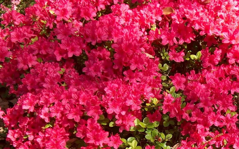 Autumn Cheer Encore Azalea - 6 Pack Of 1 Gallon Pots 4 Autumn Cheer Encore Azalea - 6 Pack Of 1 Gallon Pots - Image 4