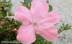 Autumn Debutante Encore Azalea - 1 Gallon -Wilson Bros Gardens Shop Encore Azalea Debutante 3 50 3